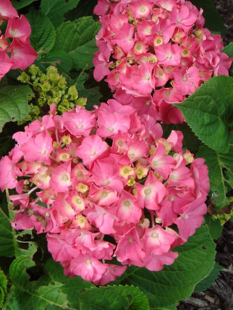 Hydrangea macrophylla 'Pensee Rose' fleur